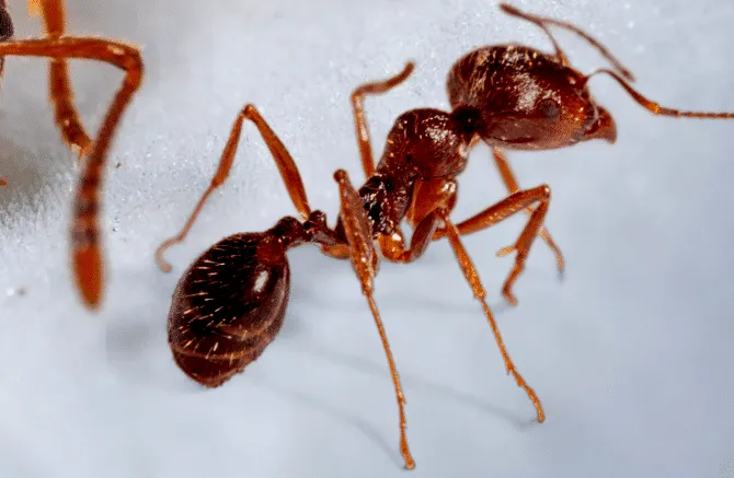 Ameisen natürlich loswerden: effektive Methoden ohne Chemikalien