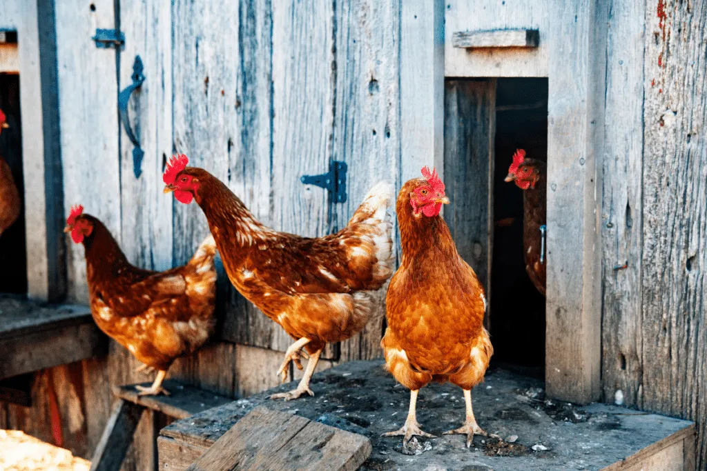 So bereitest du deine Hühner auf die kalte Jahreszeit vor