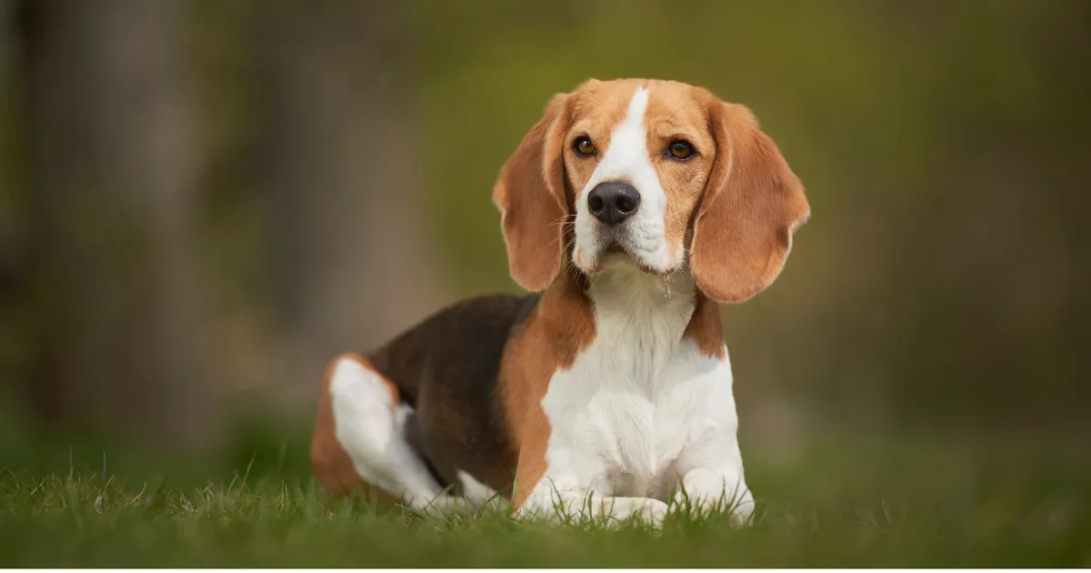 Die 10 Hunderassen, die die stärksten emotionalen Bindungen zu Menschen bilden