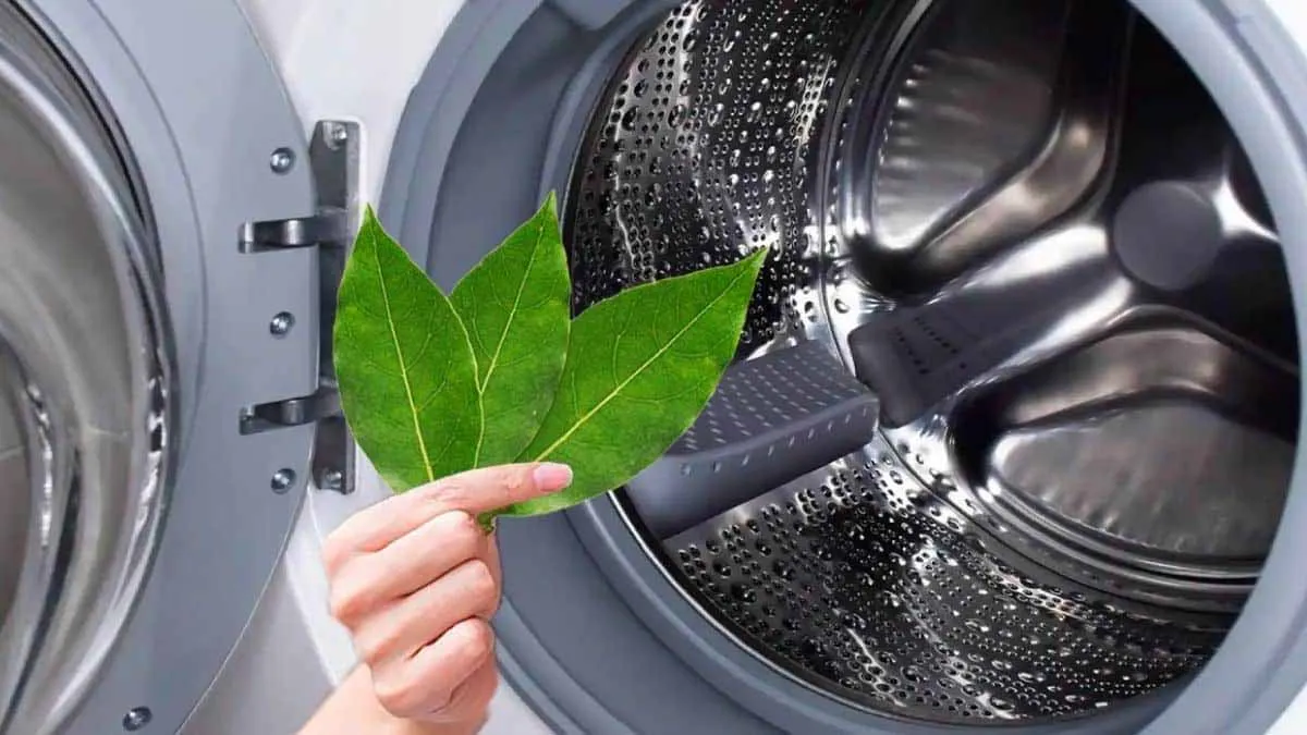 Lorbeerblätter in der Waschmaschine – so wird die Wäsche natürlich frisch