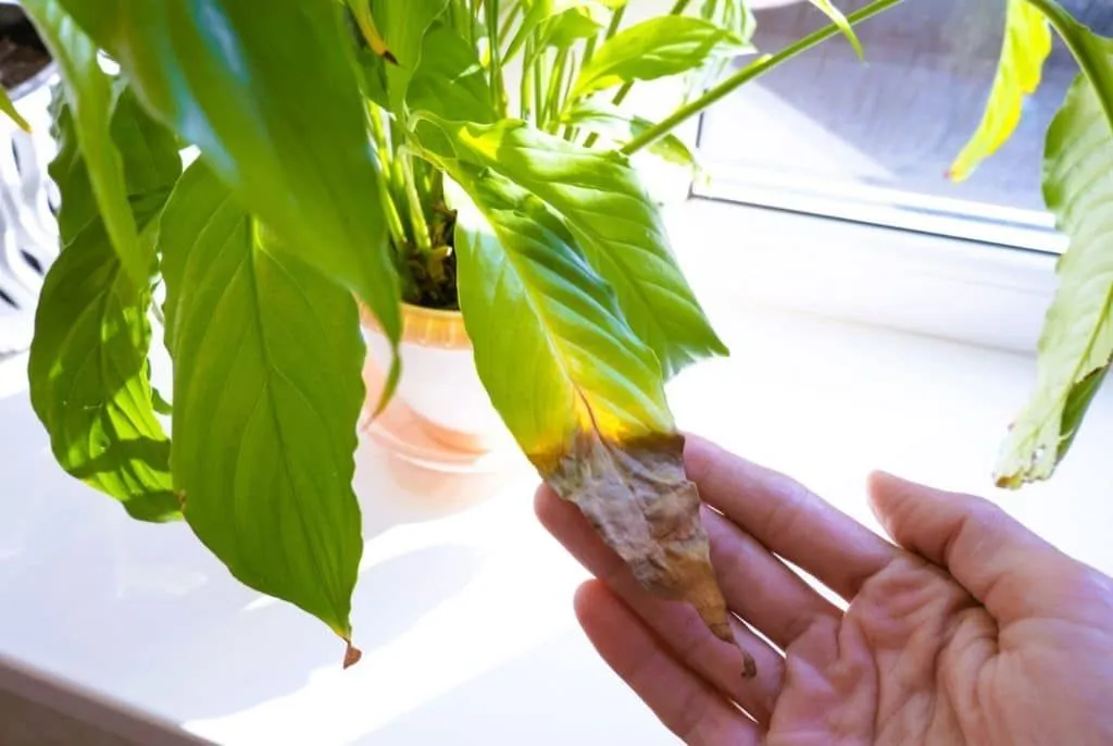 Braune Blattspitzen bei Zimmerpflanzen – Ursachen und Lösungen